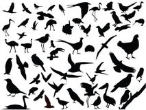 Vector Of Isolated Birds Royalty Free Stock Photos Vector Of Isolated Birds Royalty Free Stock Photos