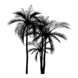 Palm tree silhouette icons on white background vector illustration Palm tree silhouette icons on white background vector illustration