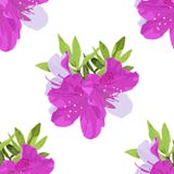 Vector Pattern of Dwarf Korean Azalea with Leafs vector illustration Vector Pattern of Dwarf Korean Azalea with Leafs vector illustration
