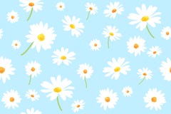 6 White Daisy Blue Background Free Stock Photos Stockfreeimages 6 White Daisy Blue Background Free Stock Photos Stockfreeimages