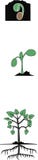 Vector picture sprouted grain, sprout, plant royalty free illustration Vector picture sprouted grain, sprout, plant royalty free illustration