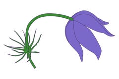 Vector purple snowdrop flower royalty free illustration Vector purple snowdrop flower royalty free illustration
