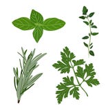 Vector a salsa, o tomilho, alecrins, e ervas frescos da manjericão aromatic ilustração do vetor Vector a salsa, o tomilho, alecrins, e ervas frescos da manjericão aromatic ilustração do vetor