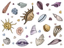 Vector seashells Set vector illustration Vector seashells Set vector illustration