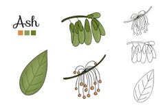 Vector set of ash tree elements isolated on white background royalty free illustration Vector set of ash tree elements isolated on white background royalty free illustration