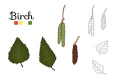 Vector set of birch tree elements isolated on white background stock illustration Vector set of birch tree elements isolated on white background stock illustration