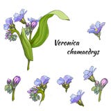 Vector set of gentle flowers on a white background. The medicinal plant of Verónica is drawn in ink for decoration vector illustration Vector set of gentle flowers on a white background. The medicinal plant of Verónica is drawn in ink for decoration vector illustration
