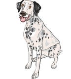 vector sketch dog Dalmatian breed smiles Royalty Free Stock Photography vector sketch dog Dalmatian breed smiles Royalty Free Stock Photography