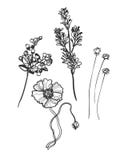 Vector sketch illustration design elements plant berries branch royalty free illustration Vector sketch illustration design elements plant berries branch royalty free illustration
