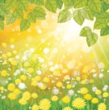 Vector of sunny background with dandelions and gre Royalty Free Stock Image Vector of sunny background with dandelions and gre Royalty Free Stock Image