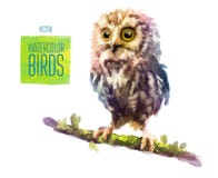 Vector watercolor style illustration of bird Stock Photography Vector watercolor style illustration of bird Stock Photography