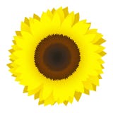 Vector zonnebloem stock illustratie Vector zonnebloem stock illustratie