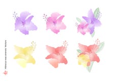 Vectores y hojas de las flores del sinensis de Rosa del hibisco con el cepillo de la acuarela aislado en el fondo blanco, DES flo stock de ilustración Vectores y hojas de las flores del sinensis de Rosa del hibisco con el cepillo de la acuarela aislado en el fondo blanco, DES flo stock de ilustración
