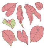 Vectorinzamelingsreeks van de het Neon Robusta Installatie van Syngonium Podophyllum Roze het bladtekeningen stock illustratie Vectorinzamelingsreeks van de het Neon Robusta Installatie van Syngonium Podophyllum Roze het bladtekeningen stock illustratie