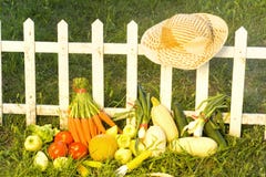 Vegetable Garden-fresh Vegetables Royalty Free Stock Image Vegetable Garden-fresh Vegetables Royalty Free Stock Image