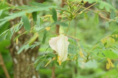 Vegetable Humming Bird Sesban Agasta Sesbania grandiflora Desv. in science name or Dok Kae in Thai stock image Vegetable Humming Bird Sesban Agasta Sesbania grandiflora Desv. in science name or Dok Kae in Thai stock image