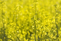 is oil-containing plant stock images is oil-containing plant stock images