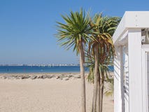 The plant sentinels of the beach stock images The plant sentinels of the beach stock images