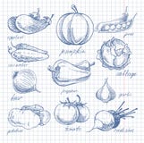 Vegetables Doodle Ink On Notebook Sheet In Cell Royalty Free Stock Photos Vegetables Doodle Ink On Notebook Sheet In Cell Royalty Free Stock Photos