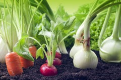 Vegetables In The Garden Royalty Free Stock Images Vegetables In The Garden Royalty Free Stock Images