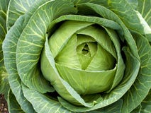Vegetables - organic _ cabbage