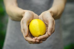 Vegetarianos y fruta y verdura fresca en la naturaleza del tema: mano humana que sostiene un limón en un fondo de la hierba verde imagen de archivo libre de regalías Vegetarianos y fruta y verdura fresca en la naturaleza del tema: mano humana que sostiene un limón en un fondo de la hierba verde imagen de archivo libre de regalías