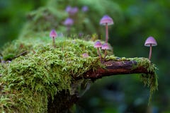 Vegetation, Plant, Flora, Tree Vegetation, Plant, Flora, Tree