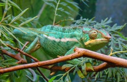 Lizard veiled chameleon stock image Lizard veiled chameleon stock image