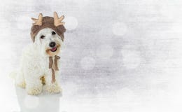 vektor för illustration för banerjul eps10 GULLIG MALTESISK BICHON-HUND SOM BÄR EN RENHATT royaltyfria bilder vektor för illustration för banerjul eps10 GULLIG MALTESISK BICHON-HUND SOM BÄR EN RENHATT royaltyfria bilder