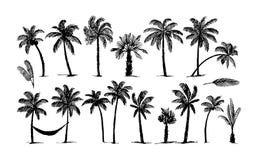 Vektor-Handgezogene Skizze der Palmenlogoillustration auf weißem Hintergrund stock abbildung Vektor-Handgezogene Skizze der Palmenlogoillustration auf weißem Hintergrund stock abbildung