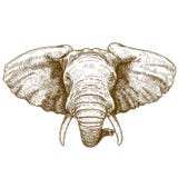 Vektorillustration des Stichelefantkopfes lizenzfreie abbildung Vektorillustration des Stichelefantkopfes lizenzfreie abbildung