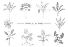 Vektorn ställde in av tropiska växter Linje teckning av djungell?vverk Utdragen palmträd för hand, banan, monstera, dieffenbachia vektor illustrationer Vektorn ställde in av tropiska växter Linje teckning av djungell?vverk Utdragen palmträd för hand, banan, monstera, dieffenbachia vektor illustrationer