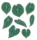 Vektorsamlingsuppsättning av exotiska teckningar för blad för AnthuriumClarinervium växt stock illustrationer Vektorsamlingsuppsättning av exotiska teckningar för blad för AnthuriumClarinervium växt stock illustrationer
