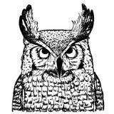 Vektorskizze der Eule auf weißem Hintergrund Realistische Illustration des Vogels lizenzfreie abbildung Vektorskizze der Eule auf weißem Hintergrund Realistische Illustration des Vogels lizenzfreie abbildung