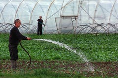 Veldwerk op plattelandsgebieden van Transcarpathië in de lente in royalty-vrije stock afbeelding Veldwerk op plattelandsgebieden van Transcarpathië in de lente in royalty-vrije stock afbeelding