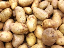 Vele aardappelsachtergrond stock afbeelding Vele aardappelsachtergrond stock afbeelding