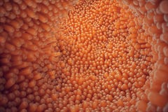 vellosidades intestinales del primer del ejemplo 3D Guarnición del intestino Vellosidades y capilar microscópicos Intestino human ilustración del vector vellosidades intestinales del primer del ejemplo 3D Guarnición del intestino Vellosidades y capilar microscópicos Intestino human ilustración del vector