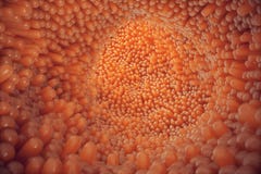 vellosidades intestinales del primer del ejemplo 3D Guarnición del intestino Vellosidades y capilar microscópicos Intestino human libre illustration vellosidades intestinales del primer del ejemplo 3D Guarnición del intestino Vellosidades y capilar microscópicos Intestino human libre illustration