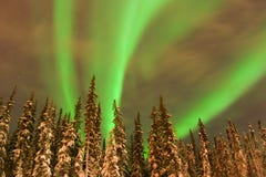 Vendas brillantes de la aurora sobre árboles del Lit foto de archivo Vendas brillantes de la aurora sobre árboles del Lit foto de archivo