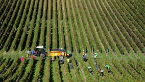 Vendemmiatori che raccolgono l'uva nelle vigne del Bordeaux vicino aSan-Emilion-Gironda, Francia Vendemmiatori che raccolgono l'uva nelle vigne del Bordeaux vicino aSan-Emilion-Gironda, Francia