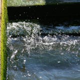 Venice, water and algae on the shore stock image Venice, water and algae on the shore stock image