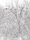 Venir de la saison froide de l'année La première neige est tombée, couvrant tout autour image stock Venir de la saison froide de l'année La première neige est tombée, couvrant tout autour image stock