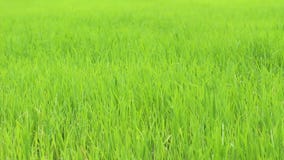 Vento su erba verde Vento su erba verde