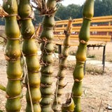Ventricosa del Bambusa & x28; Buddha& x27; s Belly& x29; fotografia stock Ventricosa del Bambusa & x28; Buddha& x27; s Belly& x29; fotografia stock