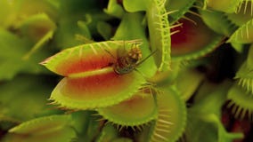 Venus Flytrap video d archivio Venus Flytrap video d archivio
