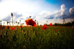ver?o Poppy Field fotos de stock ver?o Poppy Field fotos de stock