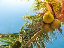 Verano de la palmera del coco fotografía de archivo Verano de la palmera del coco fotografía de archivo