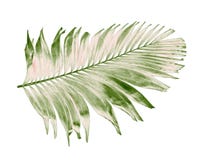 Verano del concepto con la hoja de palma verde de tropical fronda floral imagen de archivo Verano del concepto con la hoja de palma verde de tropical fronda floral imagen de archivo