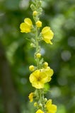 Verbascum densiflorum medicinal flowers in bloom, high yellow flowering plant. With buds on stem Royalty Free Stock Image Verbascum densiflorum medicinal flowers in bloom, high yellow flowering plant. With buds on stem Royalty Free Stock Image