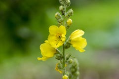 Verbascum densiflorum medicinal flowers in bloom, high yellow flowering plant. With buds on stem Stock Images Verbascum densiflorum medicinal flowers in bloom, high yellow flowering plant. With buds on stem Stock Images